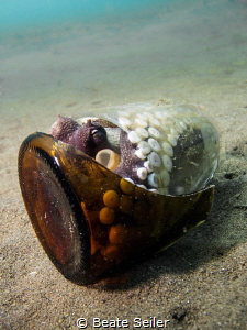 Coconut octopus in a glas by Beate Seiler 